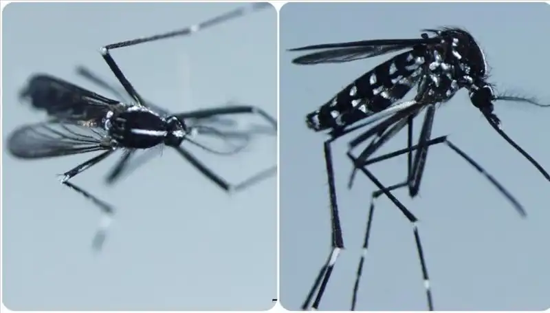 Chikungunya Virüsü: Belirtileri ve Etkili Olduğu Ülkeler Hakkında Bilinmesi Gerekenler
