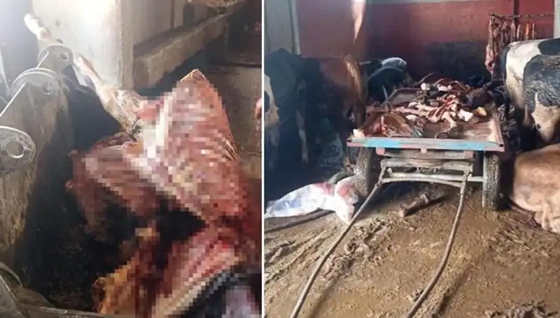Adana'da 2,5 Ton At Eti Skandalı ve Kurtarılan 4 At