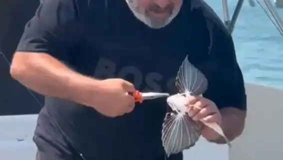 Saros'ta Nadir Görülen Kırlangıç Balığı Oltaya Takıldı: Balıkçıların Gözdesi Oldu