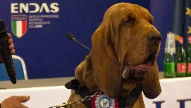 Saldırıya Uğrayan Arama Köpeğine Çivili Sosisle Suikast Şok Ediyor!