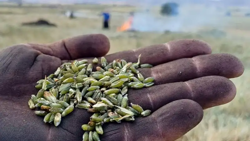 Bu Firik Sezonunda Neden Herkes Yine Coşkuyla Karşılıyor?