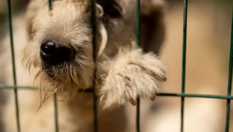 İş Stresinin Gizli Kurbanı: Köpekler ve Sahipleri Üzerindeki Etkisi