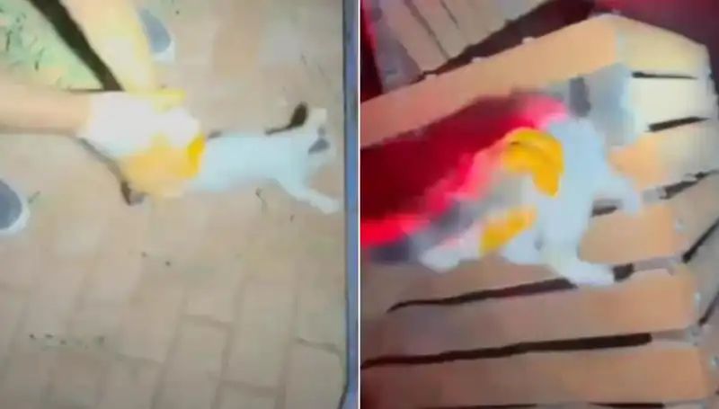 Kedi Kurtarma Operasyonu: Gece Yarısı İtfaiye Ekipleri Devrede!