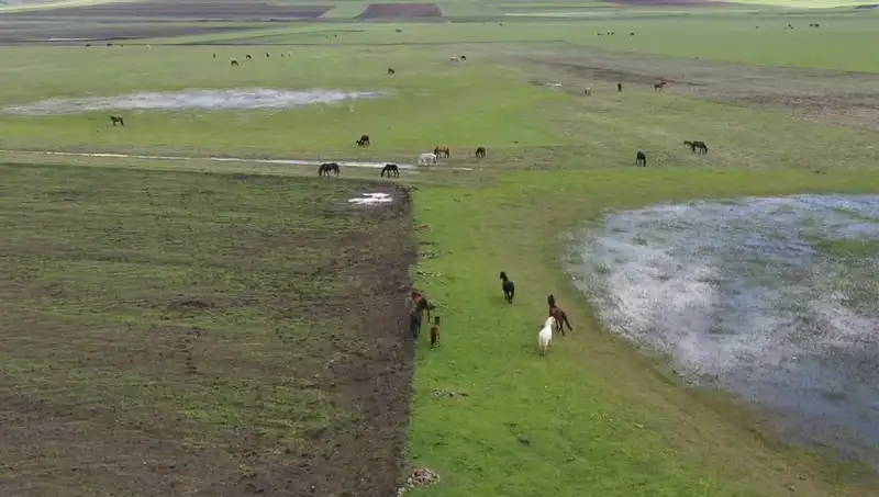 Kars’ın Yeşil Doğasında Yılkı Atlarının Büyüleyici Manzarası