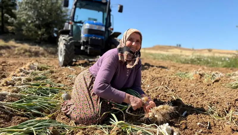 Dünyaca Ünlü Selenyum Kaynağı: Tarladan 1200 Liraya Toplanan Bağ Dolu!
