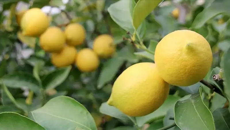 Limon Fiyatları Uçtu: Cep Yakan 24 Liralık Etiketler
