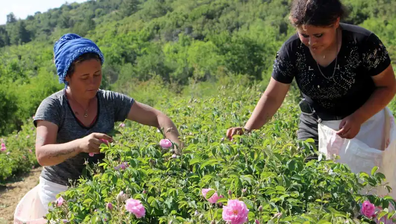 Zirai Don Vurdu! Tarım Ürünlerinde Beklenen Verim Düştü