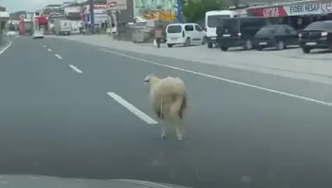 Yalova'da Kaçan Kurbanlıklar Trafiği Altüst Etti: Beklenmedik Anlar!