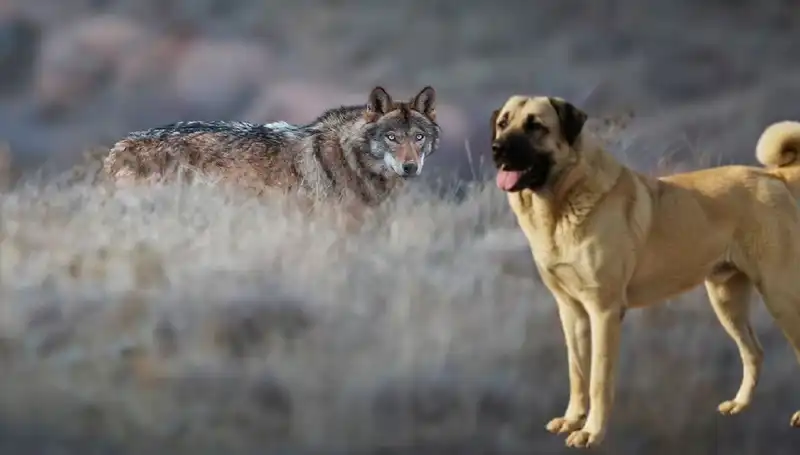 Kangal Köpeği Üzerindeki Kurt Popülasyonunun Artışının Etkileri