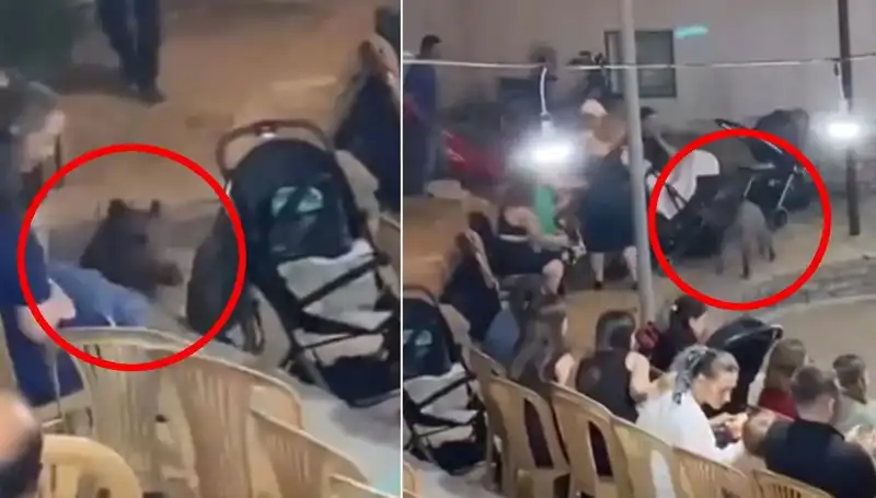 Düğüne Dalan Yaban Domuzu, Konukları Şaşkına Çevirdi!
