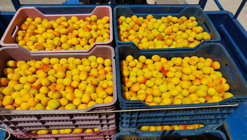 Yeni Hasat Dönemi: Tarım Ürünleri 500 TL'den Satışa Sunuldu