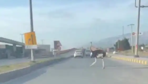 Hatay’da Trafikte Deve Kuşu: Sürücüler Şaşkına Döndü!
