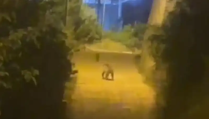 Ayı Şehir Merkezini Bastı: Gümüşhane'de Korku Dolu Anlar