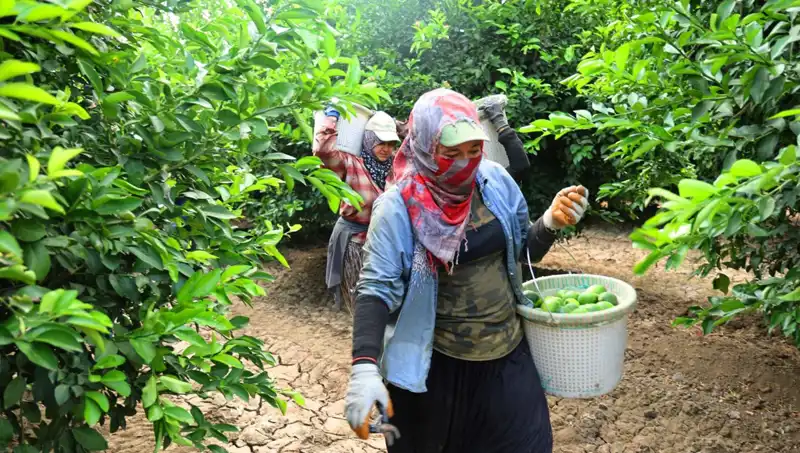 Marketlerdeki Patates Fiyatları Düşüyor: Yeni Hasat Geldi!