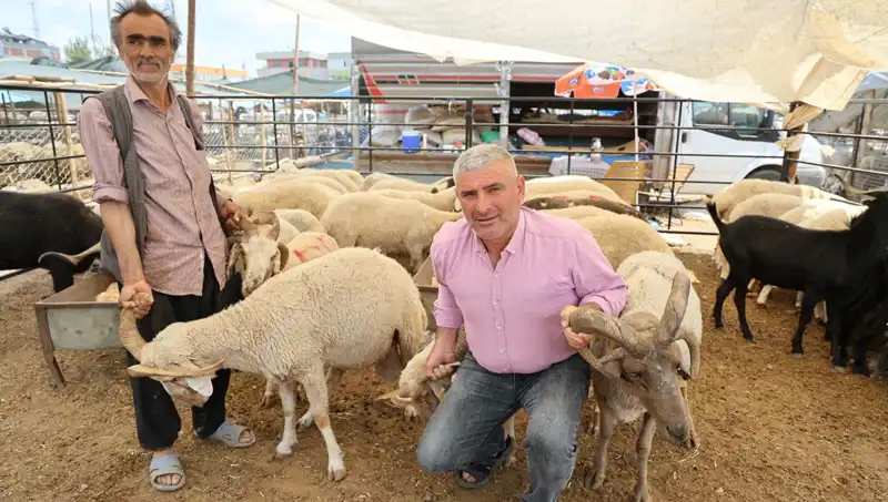Kurban Pazarlarının Yıldızı: 4 Boynuzlu Koçların Farklılığı