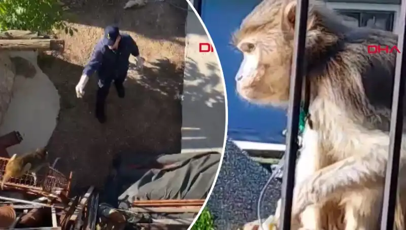 Muğla'da İlginç Olay: Mahalleli Maymunu Kovaladı!