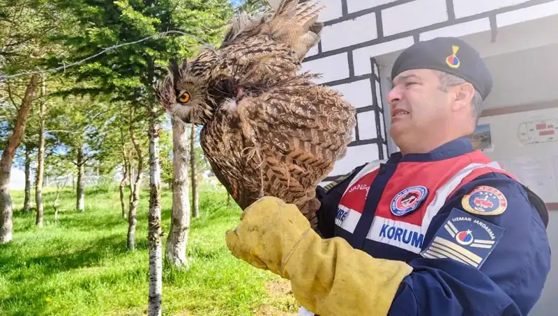 Dikenli Tellere Takılan Puhu, Doğaya Döndürülecek