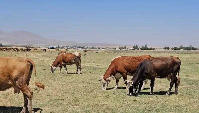 Arin Gölü’nün Kuruması: Su Krizi ve Çözüm Arayışları
